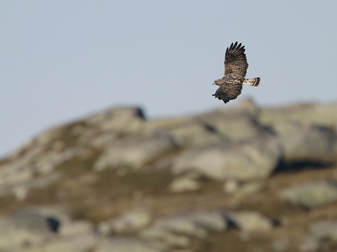 roughleggedbuzzard31.jpg