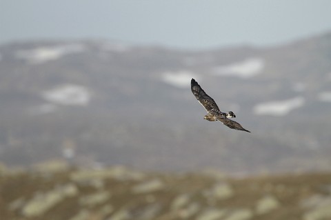 roughleggedbuzzard32.jpg