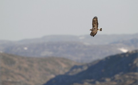 roughleggedbuzzard33.jpg