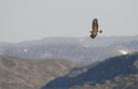 roughleggedbuzzard33.jpg