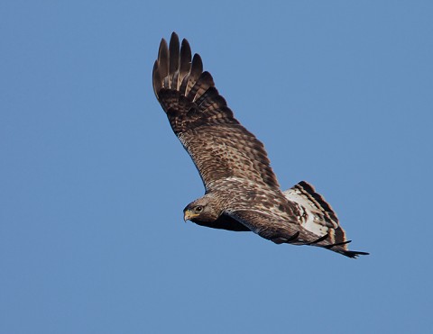 roughleggedbuzzard34.jpg