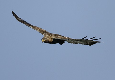 roughleggedbuzzard35.jpg