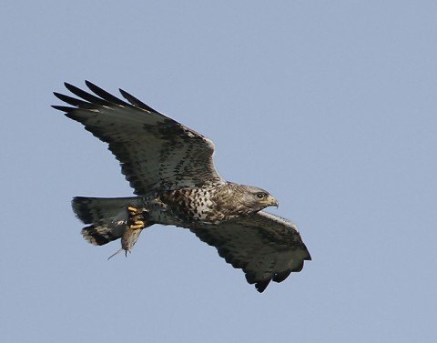 roughleggedbuzzard36.jpg