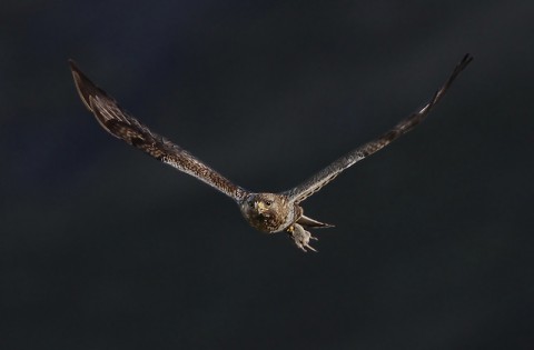 roughleggedbuzzard37b.jpg