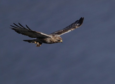 roughleggedbuzzard38.jpg