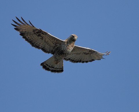 roughleggedbuzzard40.jpg