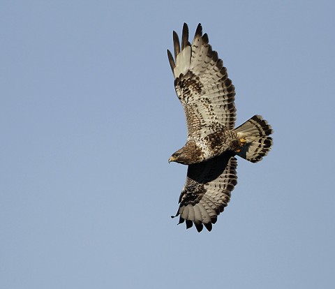 roughleggedbuzzard41.jpg