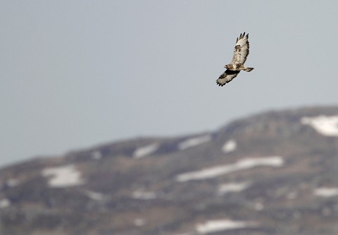 roughleggedbuzzard43.jpg