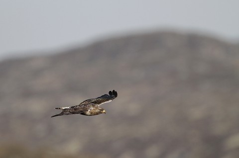 roughleggedbuzzard44.jpg