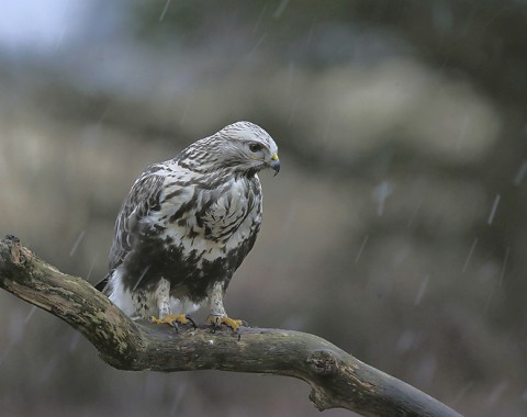 roughleggedbuzzard