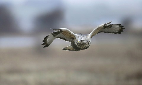 roughleggedbuzzard