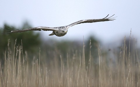 roughleggedbuzzard