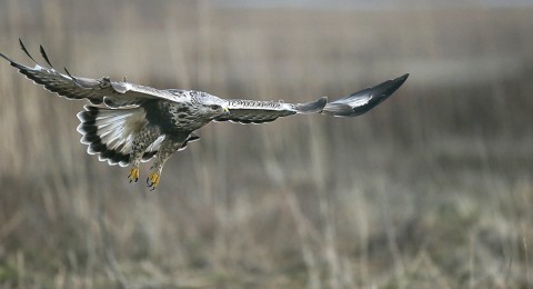 roughleggedbuzzard