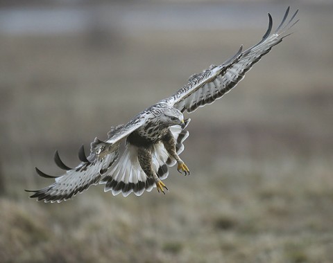 roughleggedbuzzard