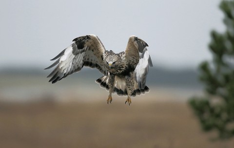 roughleggedbuzzard