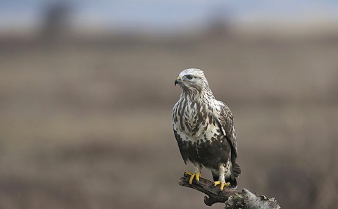 roughleggedbuzzard