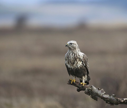 roughleggedbuzzard