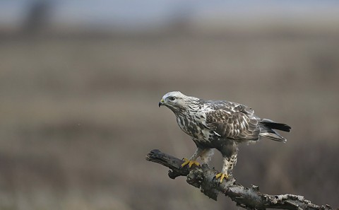 roughleggedbuzzard