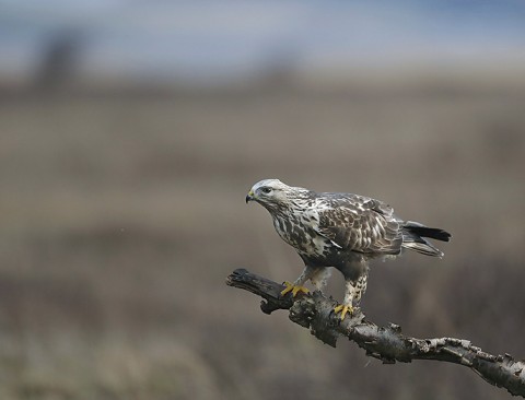 roughleggedbuzzard