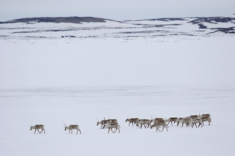 Caribou28.jpg