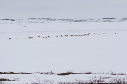 Caribou29.jpg