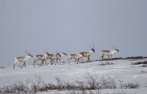 Caribou37.jpg