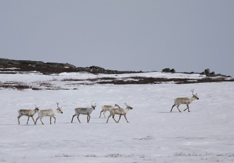 Caribou38.jpg