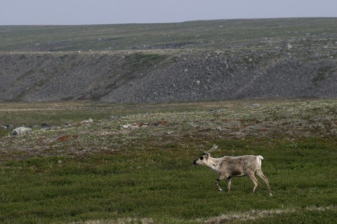 Caribou39.jpg