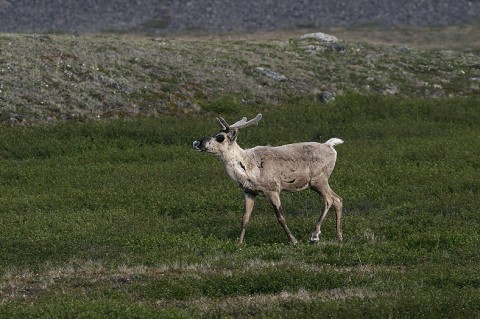 Caribou40.jpg