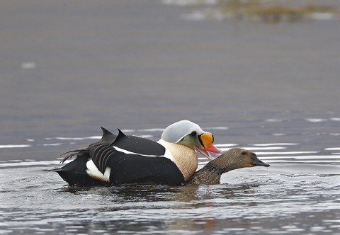 ducks