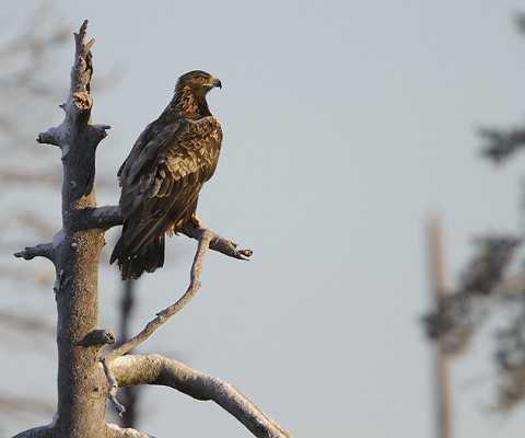 Goldeneagle