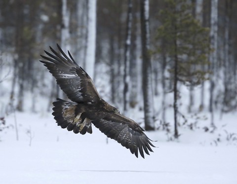 goldeneagle