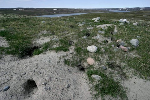 groundsquirrel2.jpg