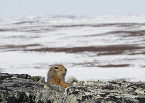 groundsquirrel21.jpg