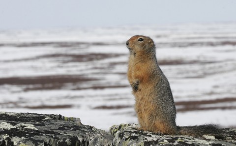 groundsquirrel22.jpg