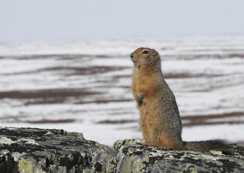 groundsquirrel22.jpg