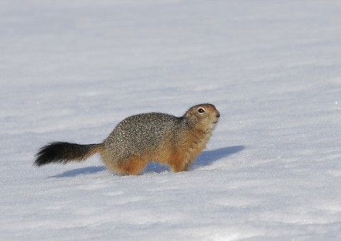 groundsquirrel24.jpg