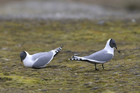 gulls