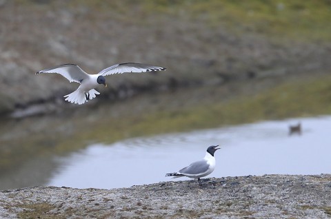 gulls