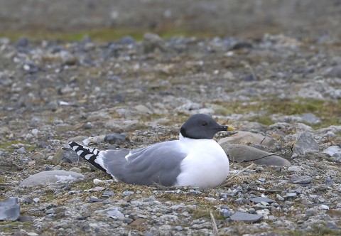 gulls