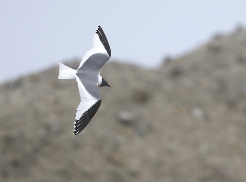 gulls