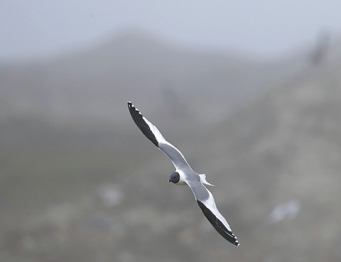 gulls