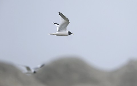 gulls