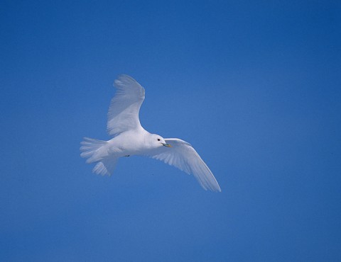 gull5.jpg