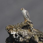 gyr05.jpg
