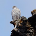 gyr06.jpg