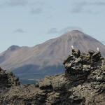 gyr07.jpg
