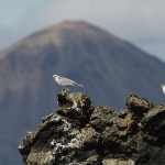 gyr08.jpg