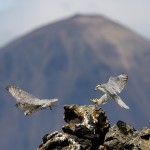 gyr09.jpg