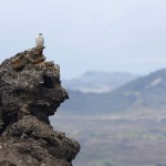 gyr10.jpg
